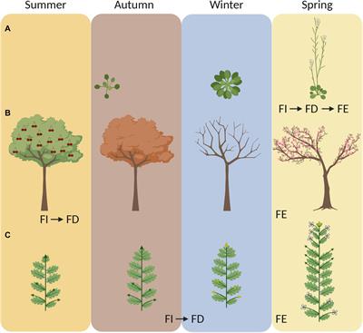 The Diverse Roles of FLOWERING LOCUS C in Annual and Perennial Brassicaceae Species